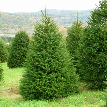 Ель обыкновенная