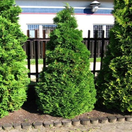 Туя западная Holmstrup4