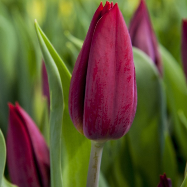 Тюльпан Strong Love