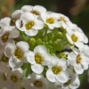 Алисум (лобулярия)