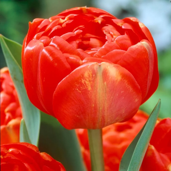 Тюльпан Miranda2