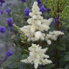 Астильба арендса Astary White Астильба арендса Astary White