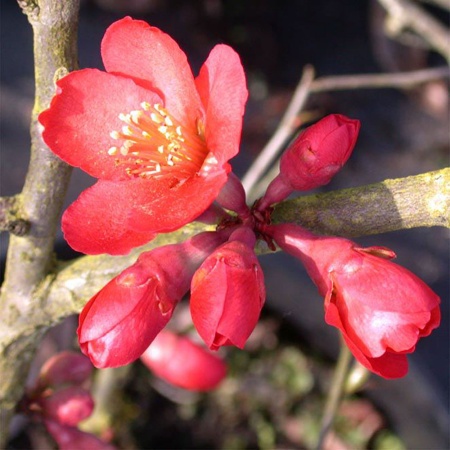 Айва японская2