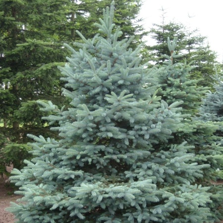 Ель колючая Glauca