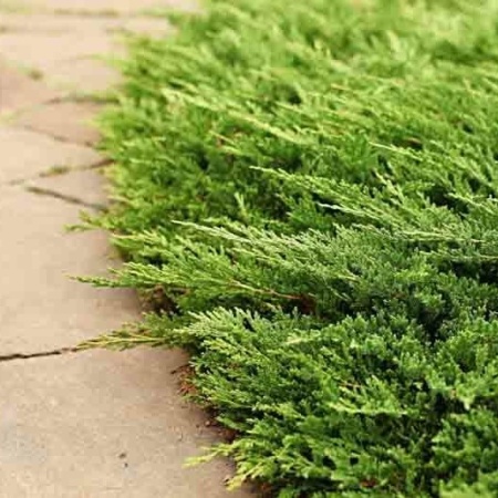 Можжевельник горизонтальный Prince of Wales4