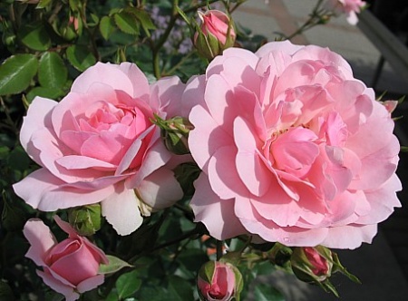 Роза Боника