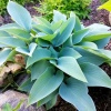 Хоста 'Canadian Blue'2
