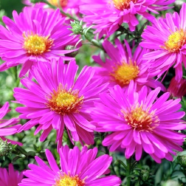 Астра кустарниковая Аннеке3