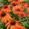 Эхинацея пурпурная PollyNation Orange Red3
