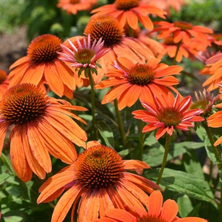 Эхинацея пурпурная PollyNation Orange Red3