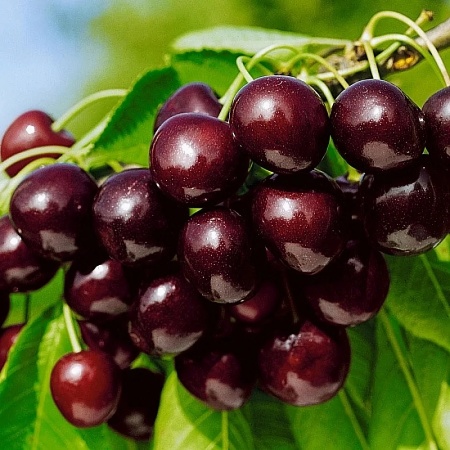 Черешня Бряночка