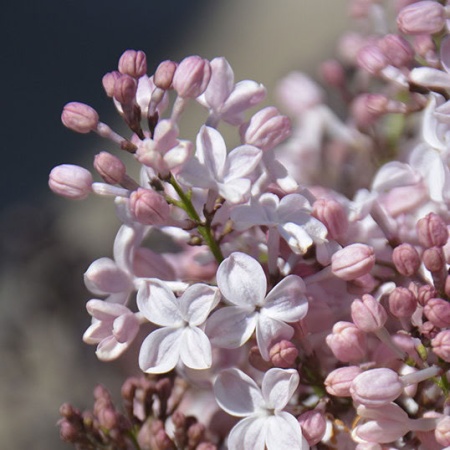 Сирень обыкновенная Вечерний звон2