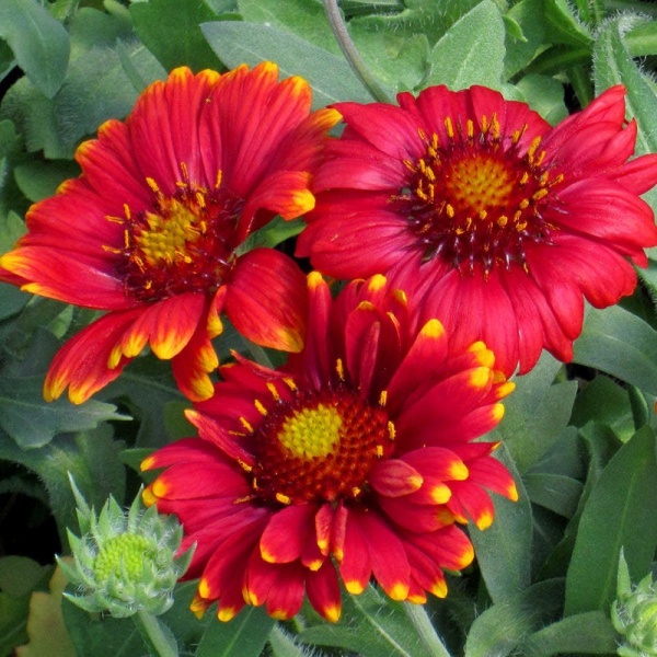 Гайлардия остистая 'Arizona Red Shades'2