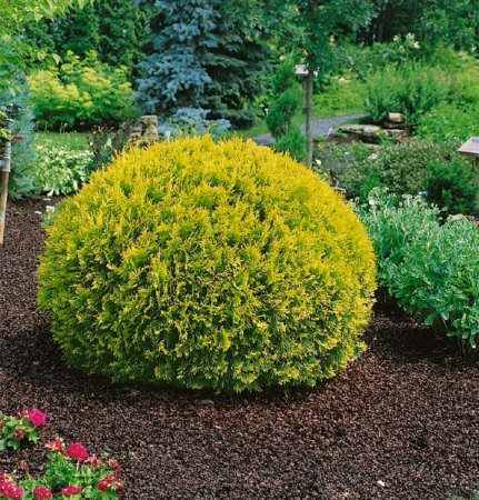 Туя западная Golden Globe4