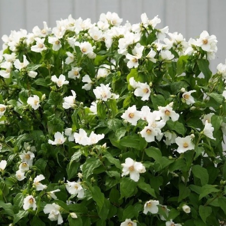 Чубушник Лемуана