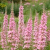 Дербенник иволистный 'Lythrum salicaria Blush'5