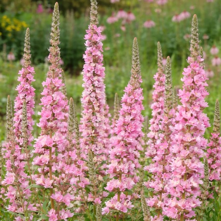 Дербенник иволистный 'Lythrum salicaria Blush'5