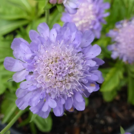 Скабиоза японская Ritz Blue3
