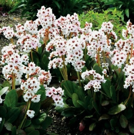 Бадан гибридный Dragonfl Angel Kiss