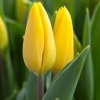 Тюльпан Strong Gold3