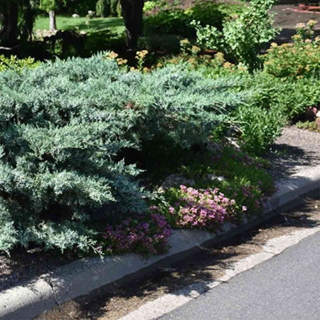 Можжевельник средний Pfitzeriana Glauca5