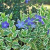 Барвинок большой Variegata2