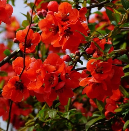 айва японская2