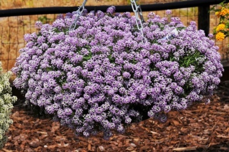 Lobularia_04