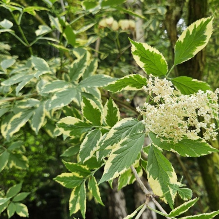 Бузина черная Маргината2