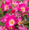 Роза 'Pink Drift'4