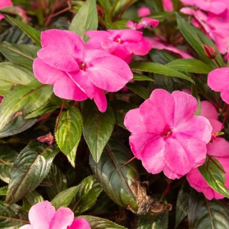 Бальзамин Новогвинейский2