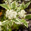 Дерен белый Sibirica Variegata