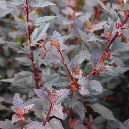 Пузыреплодник калинолистный Little Joker2