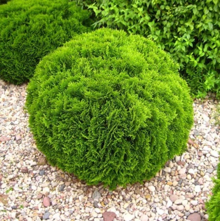 Туя западная Daniсa2