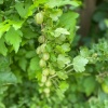 Крыжовник Малахит