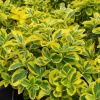 Бересклет Форчуна Emerald 'n Gold