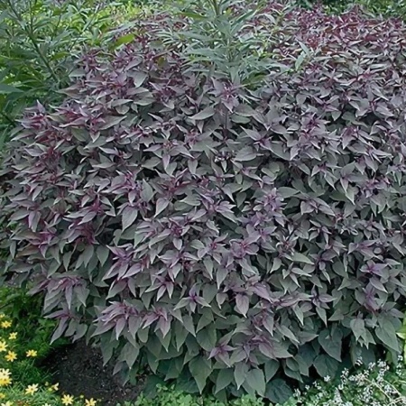 Посконник морщинистый Chocolate3