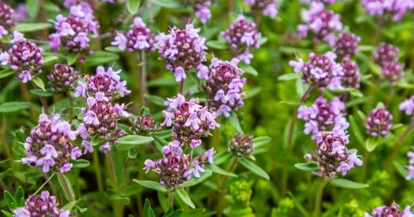 Тимьян обыкновенный цветок