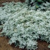 Полынь Стеллера Silver Brocade2