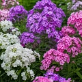 Флоксы