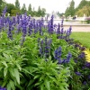 Шалфей (сальвия) Виктория Блю 'Victoria Blue'3