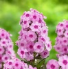 Флокс метельчатый 'Geff Pink'