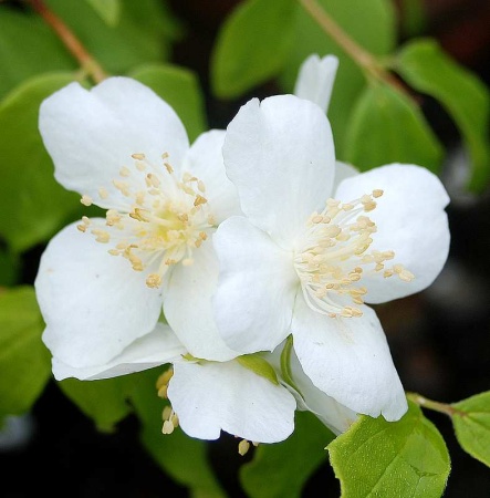 Чубушник Лемуана Avalanche2