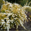 Спирея Вангутта Gold Fountain
