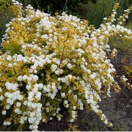Спирея Вангутта Gold Fountain