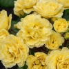Примула Primula Pretty Polly Buttercream2 Примула Primula Pretty Polly Buttercream2