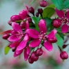 Яблоня декоративная Royalty4