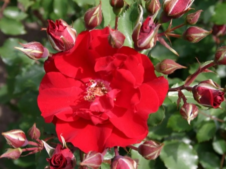 Роза Ротер Корсар