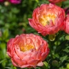 Пион Pink Hawaiian Coral
