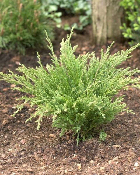 juniper Andorra Compacta2